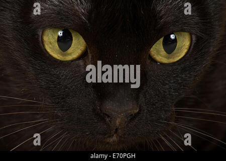 Gesicht einer asiatischen Katze, 2 Jahre, Farbe Black Bombay Stockfoto