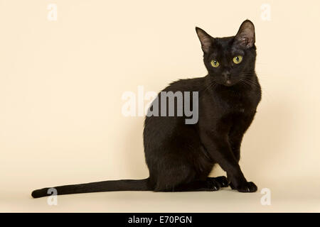 Asiatische Katze, 2 Jahre, Farbe Black Bombay Stockfoto