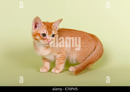 Burmilla Katze, Kätzchen, Kater, 14 Wochen, rote Farbe Silber schattiert Stockfoto