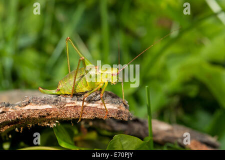 Barbitistes Serricauda Ensifera Heuschrecken Stockfoto