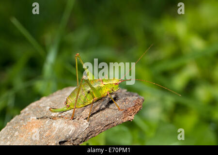 Barbitistes Serricauda Ensifera Heuschrecken Stockfoto