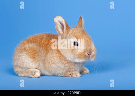 Hauskaninchen (Oryctolagus Cuniculus Forma Domestica) Stockfoto