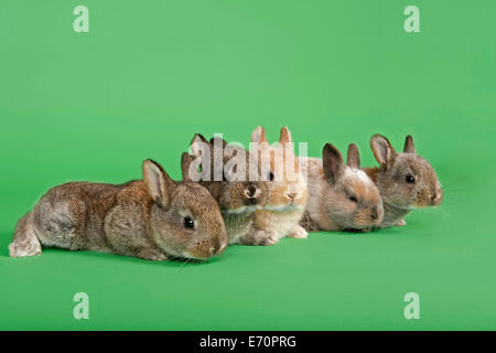 Fünf Hauskaninchen (Oryctolagus Cuniculus Forma Domestica) Stockfoto