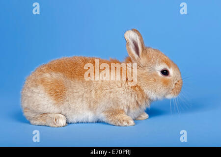 Hauskaninchen (Oryctolagus Cuniculus Forma Domestica) Stockfoto