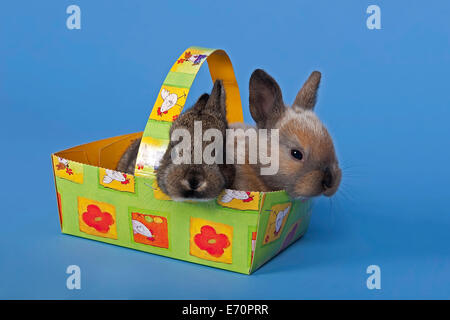 Zwei Kaninchen in einem Osternest Stockfoto