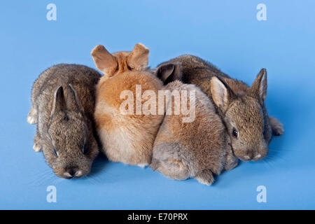 Vier Hauskaninchen (Oryctolagus Cuniculus Forma Domestica) Stockfoto