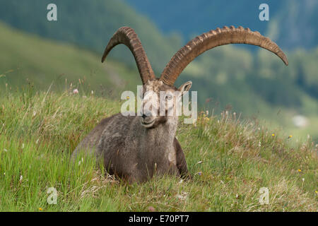 Alpensteinbock (Capra Ibex) liegen in einer Almwiese, Nationalpark Hohe Tauern, Kärnten, Österreich Stockfoto