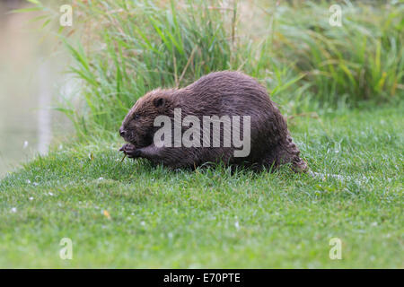 Eurasische Biber (Castor Fiber) Fütterung auf einem Weidenzweig, Tirol, Österreich Stockfoto