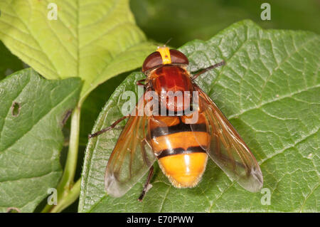 Hornet mimischen Hoverfly (Volucella Zonaria), Weiblich, Baden-Württemberg, Deutschland Stockfoto