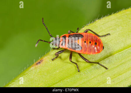 Firebug (Pyrrhocoris Apterus) im letzten Larvenstadium, Baden-Württemberg, Deutschland Stockfoto