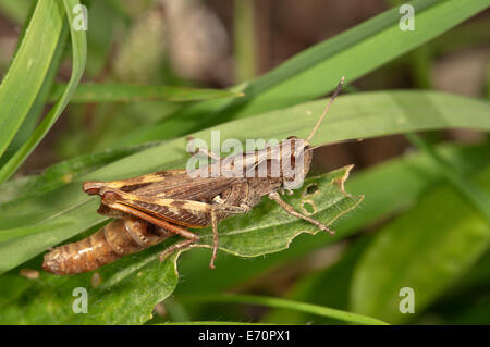 Rufous Grasshopper (Gomphocerippus Rufus), weibliche Larve, Baden-Württemberg, Deutschland Stockfoto
