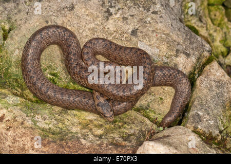 Schlingnatter (Coronella Austriaca) Sonnenbaden, Baden-Württemberg, Deutschland Stockfoto