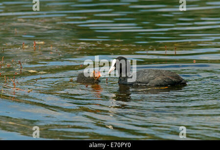 Eurasische Blässhuhn (Fulica Atra) Altvogel mit einem Küken, Mecklenburg-Western Pomerania, Deutschland Stockfoto