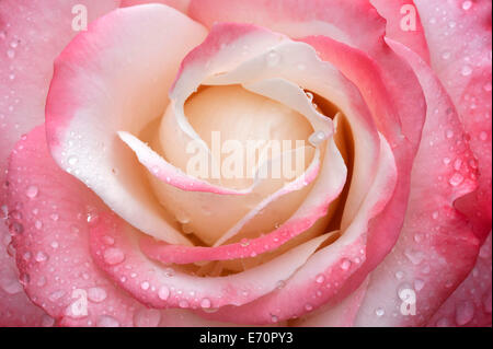 Rose (Rosa), Blüte mit Wassertropfen, Nahaufnahme Stockfoto