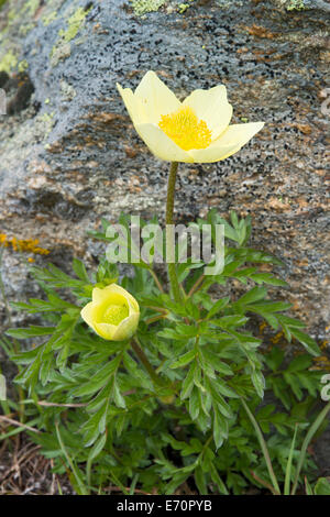 Alpine Anemone oder Schwefel Anemone (Pulsatilla Alpina SSP. Alpiifolia), Kaunertales, Tirol, Österreich Stockfoto