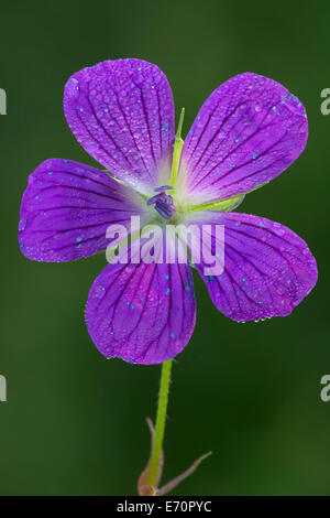 Holz-Storchschnabel (Geranium Sylvaticum), Tirol, Österreich Stockfoto