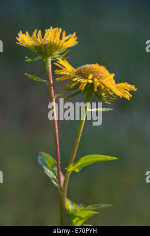 Britische Yellowhead oder Wiese Berufkraut (Inula Britannica), Burgenland, Österreich Stockfoto