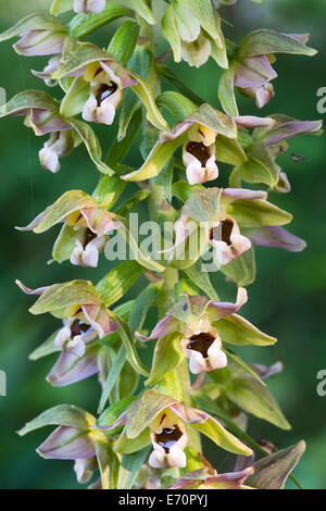 Breitblättrigen Helleborine (Epipactis Helleborine), Burgenland, Österreich Stockfoto