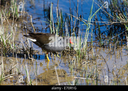 Gemeinsamen Moorhen Gallinula Chloropus Teichhuhn Stockfoto