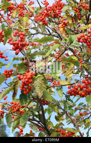 Sorbus Hybrida, schwedische Speierling Stockfoto