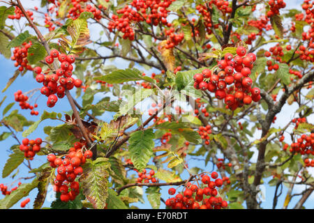 Sorbus Hybrida, schwedische Speierling Stockfoto