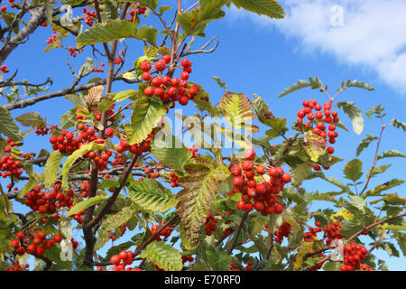 Sorbus Hybrida, schwedische Speierling Stockfoto