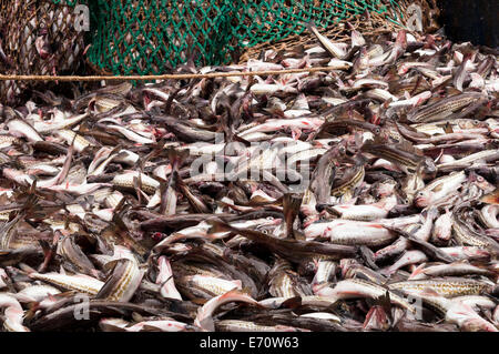 Pollack Angeln in der Bering-See - Juli 2014 Stockfoto