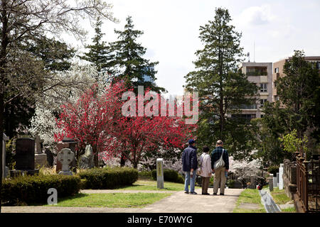 Aoyama Friedhof während der Kirschblüte, Tokio, Japan, Asien. Friedhof, Gräber, Bäume, Menschen, Touristen, Besucher Stockfoto