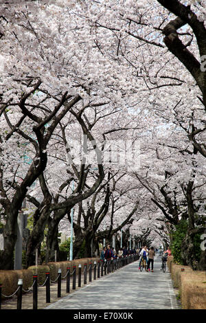 Aoyama Friedhof während der Kirschblüte, Tokio, Japan, Asien. Friedhof, Gräber, Bäume, Menschen, Touristen, Besucher Stockfoto