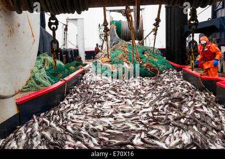 Pollack Angeln in der Bering-See - Juli 2014 Stockfoto