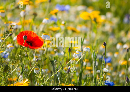 Mohn und wilde Blumen in einem englischen Landhaus Wiese Stockfoto
