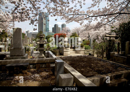 Aoyama Friedhof während der Kirschblüte, Tokio, Japan, Asien. Friedhof, Gräber, Gebäude, Wolkenkratzer Stockfoto