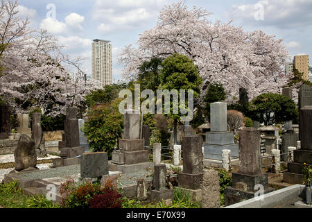 Aoyama Friedhof während der Kirschblüte, Tokio, Japan, Asien. Friedhof, Gräber, Gebäude, Wolkenkratzer Stockfoto