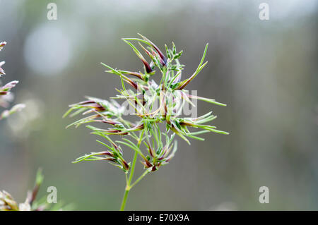 Blumen der bauchige Bluegrass, Poa bulbosa Stockfoto