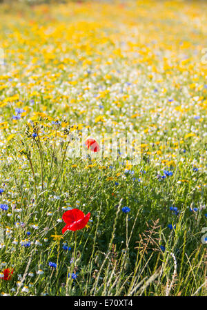 Mohn und wilde Blumen in einem englischen Landhaus Wiese Stockfoto