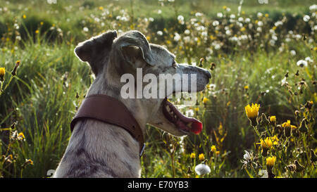 Grauer Hund mit wilden Blumen Stockfoto