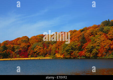 Akita Präfektur Blätter im Herbst Saison Onuma Stockfoto