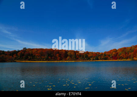 Akita Präfektur Blätter im Herbst Saison Onuma Stockfoto