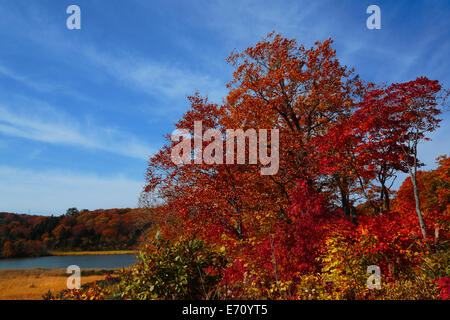 Akita Präfektur Blätter im Herbst Saison Onuma Stockfoto