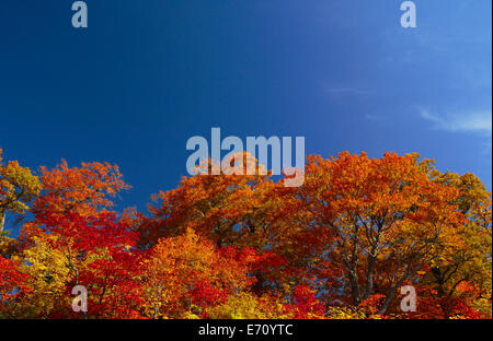 Akita Präfektur Blätter im Herbst Saison Onuma Stockfoto