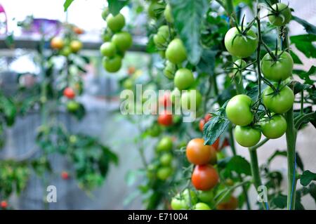 Britische einheimische rote und grüne Tomaten am Rebstock Stockfoto