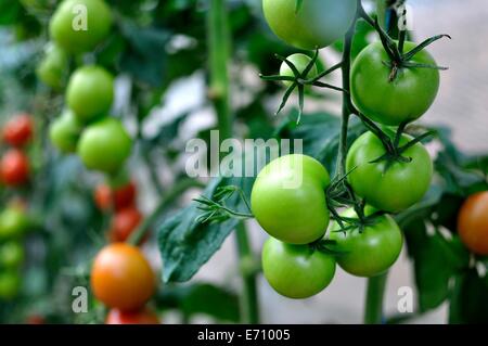 Britische einheimische rote und grüne Tomaten am Rebstock Stockfoto