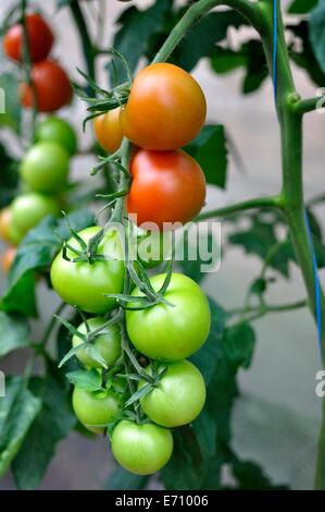 Britische Bio homegrown rote und grüne Tomaten am Rebstock Stockfoto