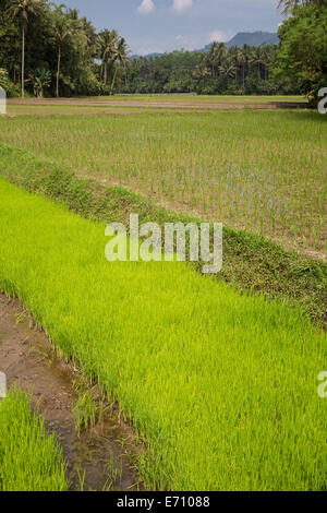Borobudur, Java, Indonesien.  Junge Reisanbau im Feld. Stockfoto