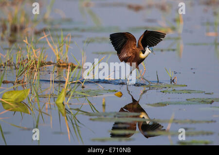 Afrikanische Blatthühnchen (Actophilornis Africanus) balancieren auf Lily verlässt mit Flügeln Stockfoto