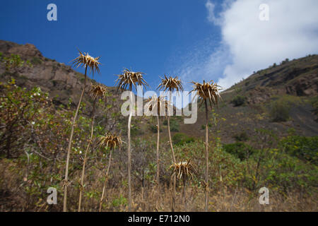 Gran Canaria, Caldera de Bandama, trockene Distel im Sommer Stockfoto