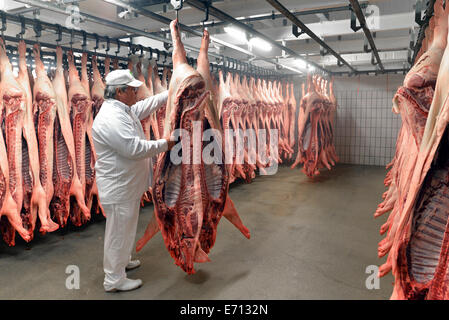 Metzger Überprüfung Schweinehälften im Kühlhaus eines Schlachthofs Stockfoto