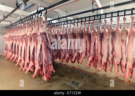 Schweinehälften im Kühlhaus eines Schlachthofs Stockfoto
