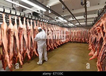 Metzger Überprüfung Schweinehälften im Kühlhaus eines Schlachthofs Stockfoto