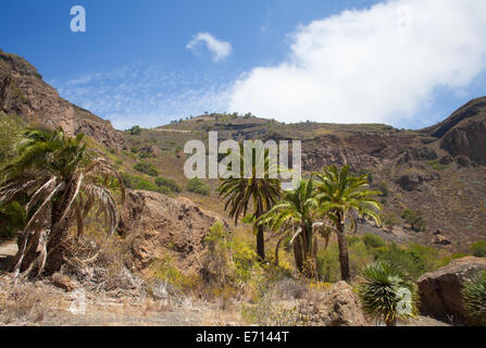 Gran Canaria, Caldera de Bandama Stockfoto